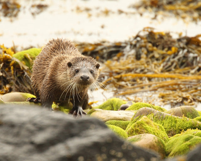 Welcoming Back Otters