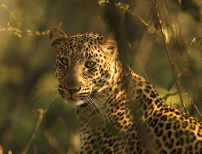 Early Morning Leopard