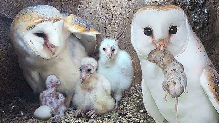 Film | Barn owl dad learns on the job | Gylfie and Dryer