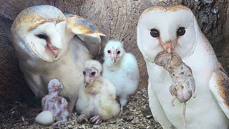 Film | Barn owl dad learns on the job | Gylfie and Dryer