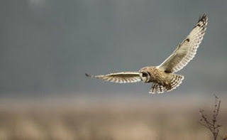 Short Eared Owls by the Humber