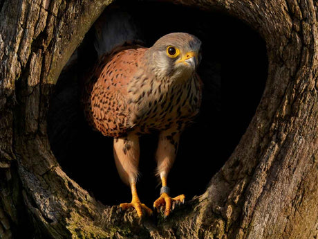 Film | Rescued kestrel now ready for family of his own | Jeff & Jenny