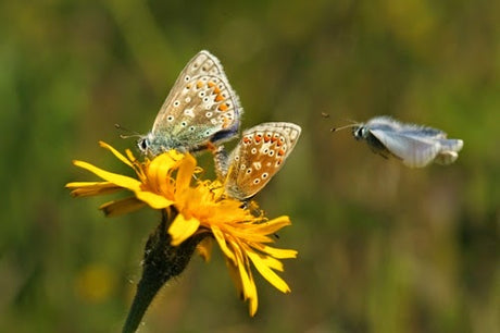 Wildlife Walks and Talks