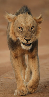 Maneless Lions: Samburu's Unique Wildlife