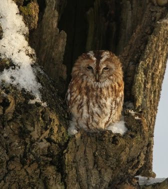 Tawny Owl Injured