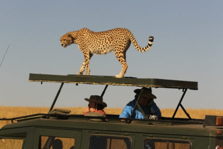 Cheetah Perch