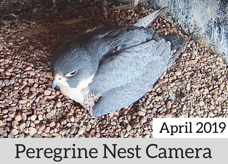 Peregrine Nest Camera | Four Chicks Hatch!