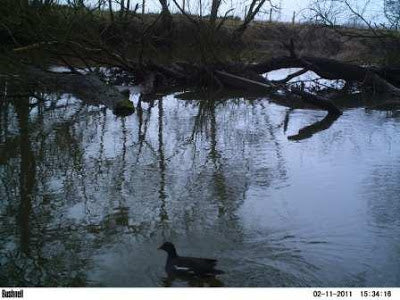 Otter Search Goes On