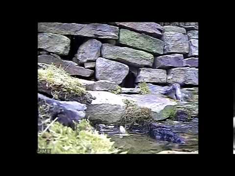 Robert E Fuller: Weasel kits in my back garden