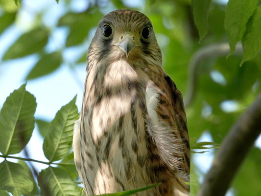 Film | Kestrel chicks grow fierce ready for first flights  | Apollo & Athena