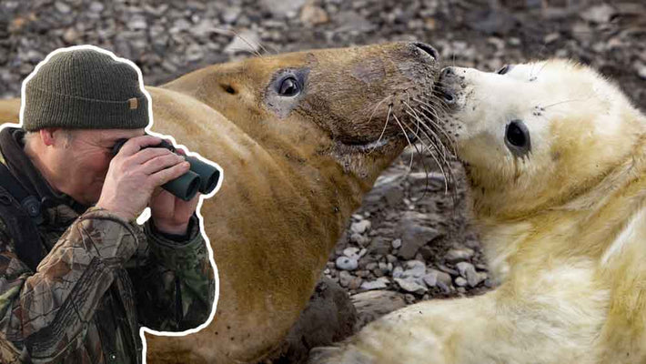 Film | Seal battles for survival | Grey seals