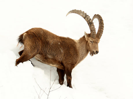 Film | Ibex: Survival in the French alps