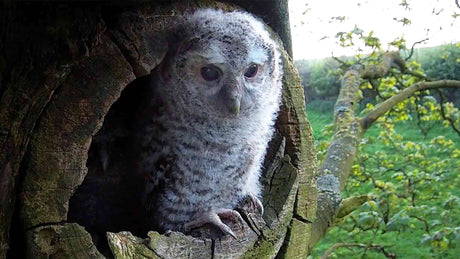 Film | Tawny owl's first flight | Luna & Bomber