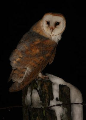 Barn Owls make TV Headlines