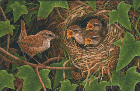 Brilliant bird nests - the paintings