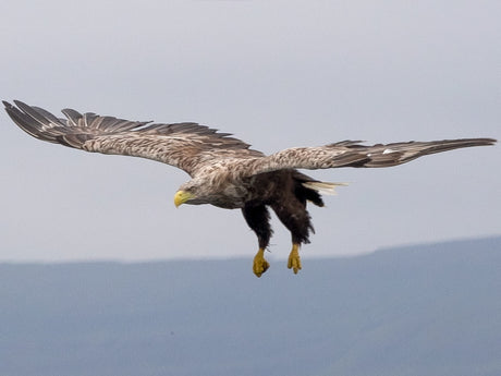 Film | Magnificent white tailed eagles of Scotland