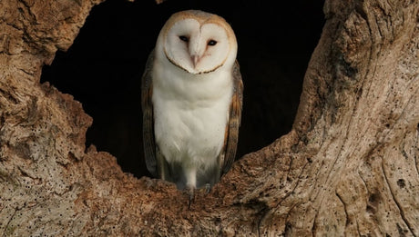 An only barn owl chick named Solo