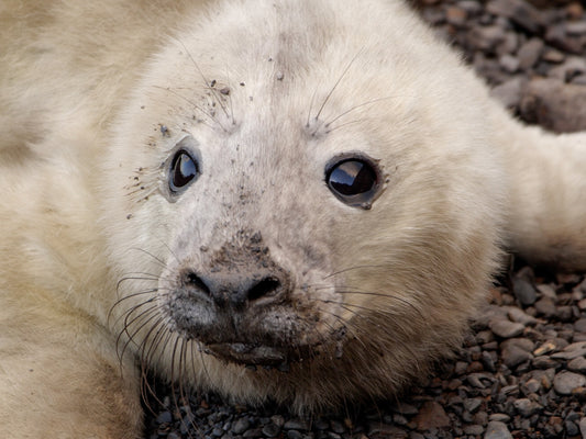 Film | Baby seals' first days full of drama