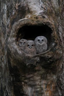 Tawny Chicks Loving their Arty Nest Box