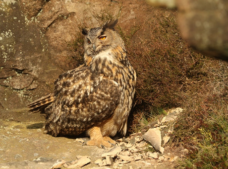 Psst: The mighty eagle owl is back and its in Yorkshire