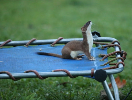 A trampolining stoat