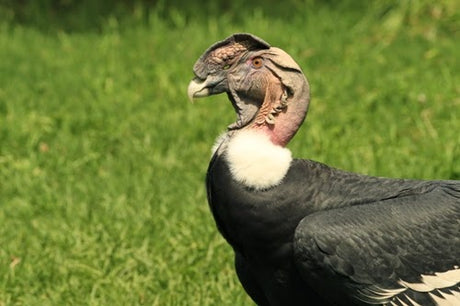 Condor Flyby