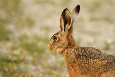 Hare Abundant