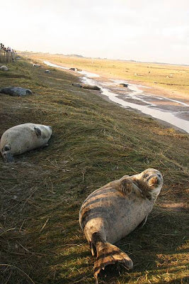 Seal Pups Galore!