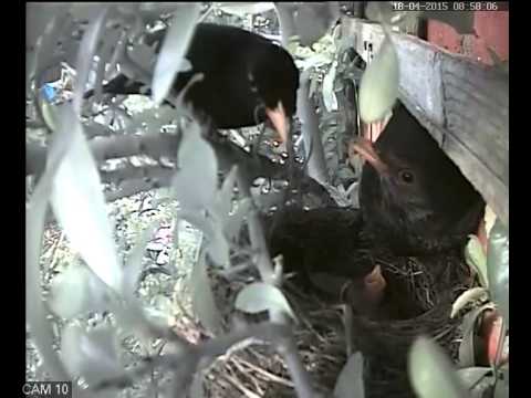 Mr Blackbird brings in a worm for his Mrs and chicks