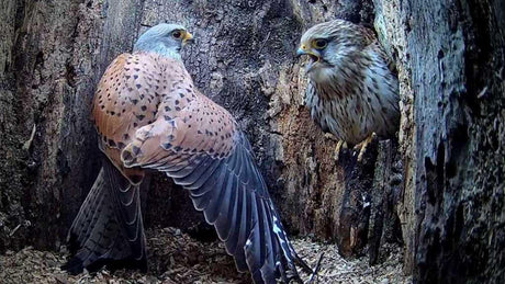 Kestrel Male Meets His Match