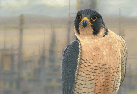 How filming a peregrine falcon nest in an industrial zone in Hull inspired new falconry paintings