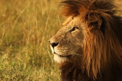 Masai Mara's Celebrity Lions