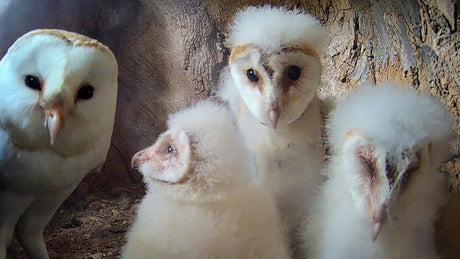 Film | Barn owl chicks face tragic loss  | Gylfie & Finn