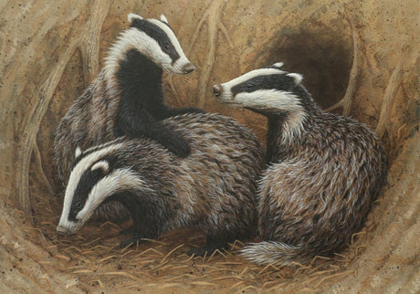 Hidden cameras reveal the secret world of badgers