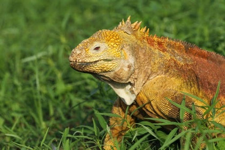 Land Iguanas