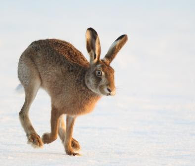 Hare Watch