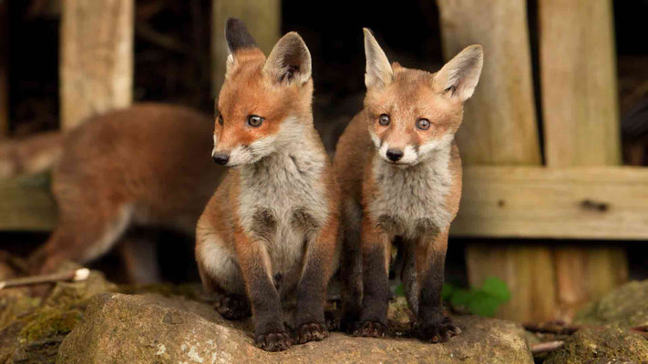 Film | Red fox family’s adorable play time | Discover wildlife