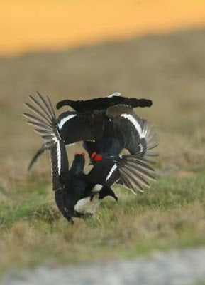 Black Grouse Lek