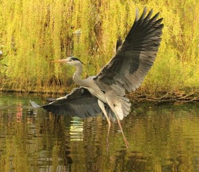 Herons in Regents Park, London