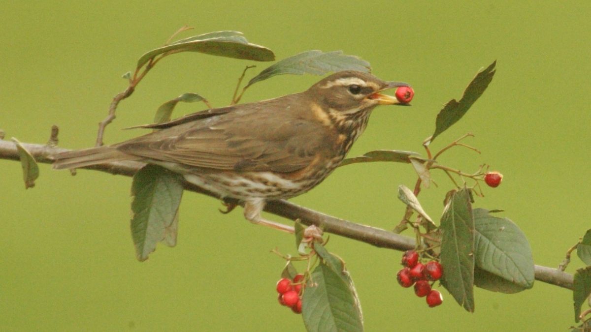 Bird migration: Drama in the skies at autumn