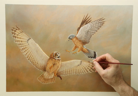 How a midair mobbing inspired a new painting of a kestrel attacking an owl