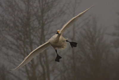 WWT Slimbridge rocks!