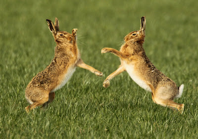 Boxing Hares