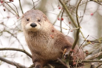 Seen anything otter?