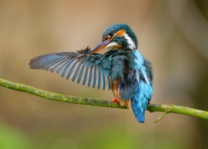 Wildlife Photo of the Week: Spring 2018