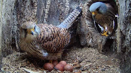 Film | Kestrel lays clutch of six eggs | Apollo & Athena