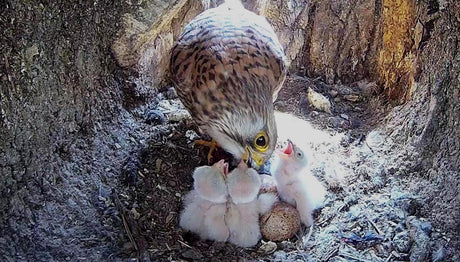 Six kestrel chicks survive | all about hatching