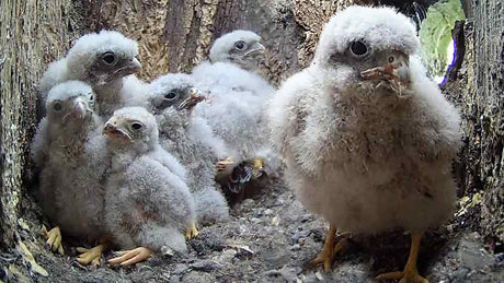 Film | Kestrel chicks' first wing flaps | Apollo & Athena