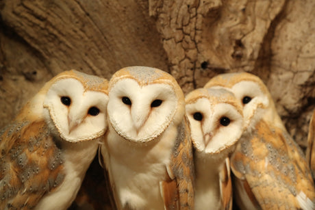 Barn owl chicks: the facts