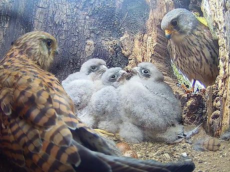 Film | Five kestrel chicks hatch over four days | Apollo & Athena